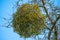 Mistletoe in a fruit tree in wintertime