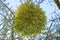 Mistletoe in a fruit tree in wintertime