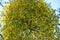 Mistletoe in a fruit tree in wintertime