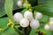 Mistletoe fruits (Viscum album) on a branch