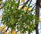 Mistletoe growing on a tree