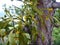 Mistletoe growing on a tree trung