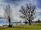 Mistletoe growing in trees at springtime near Bodensee