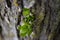 Mistletoe growth on the tree trunk bark