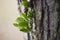 Mistletoe growth on the tree trunk isolated with blurred background