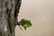 Mistletoe growth on the tree trunk isolated with blurred background