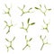 Mistletoe Leaf Sprigs Druid Symbol of Vitality