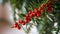 Mistletoe Magic: A Close-Up of Red Berries and Green Leaves on a White Ceiling