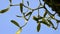 Mistletoe, medicinal plant