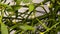 Mistletoe, medicinal plant with berries in a closeup