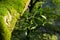 Mistletoe on Mossy Tree Stem