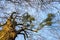 Mistletoe parasite plants on a tree