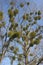 Mistletoe parasitic plant