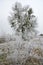 Mistletoe parasitic plant on a frozen tree in winter