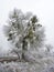 Mistletoe parasitic plant on a frozen tree in winter