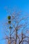 Mistletoe plant on a birch tree