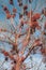 Mistletoe plant infrared