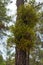 Mistletoe plant in wild environment