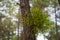 Mistletoe plant in wild environment