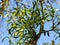 Mistletoe on a poplar branch