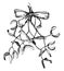 Mistletoe Sprig with Bow vintage illustration
