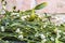 Mistletoe spring photo