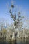 Mistletoe in Swamp