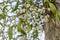 Mistletoe on a tree