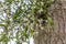 Mistletoe on a tree