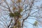 Mistletoe on a tree branches