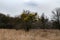 Mistletoe tree in the park in early spring