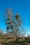 Mistletoe trees in winter on a bright sunny day