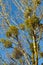 Mistletoe, Viscum album, on a birch in the autumn