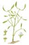 Mistletoe Viscum album botanical drawing over white background