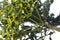 Mistletoe viscum album growing on a fir branch