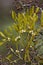 Mistletoe - Viscum album growing on Hawthorn