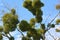 Mistletoe Viscum album parasitizes on a tree