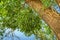 Mistletoe or Viscum album on a poplar branch