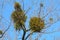 Mistletoe Viscum album on tree