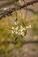 Mistletoe white berries - Viscum album