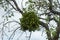 Mistletoe white parasite on tree branches