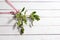 Mistletoe on white wooden boards