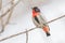 Mistletoebird Flowerpecker of Australia