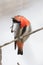 Mistletoebird Flowerpecker of Australia