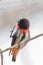 Mistletoebird Flowerpecker of Australia