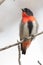 Mistletoebird Flowerpecker of Australia