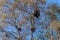 Mistletoes in a birch tree
