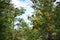 Mistletoes in trees in National Park Tierra del Fuego with  in Patagonia, Provincia de Tierra del Fuego, Argentina