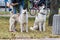 The mistress combes the wool of two beautiful Siberian huskies on the street during a morning walk.