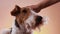 The mistress`s hand strokes the fox terrier`s head on an orange pink gradient background. Close up of the muzzle of a